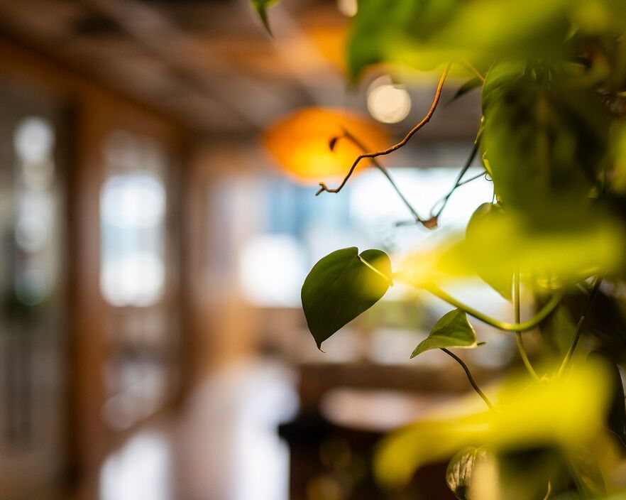 Close-up of foliage with a softly blurred studio interior behind